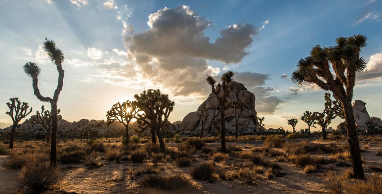 The Bgs Life Weekly Roundup: Hot Chicken, Graceland Too, Joshua Trees and More